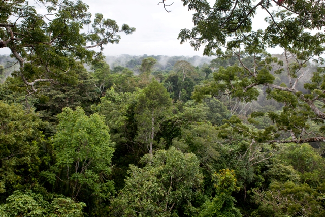 Drilling for Oil in Eden: Initiative to Save Amazon Rainforest in ...