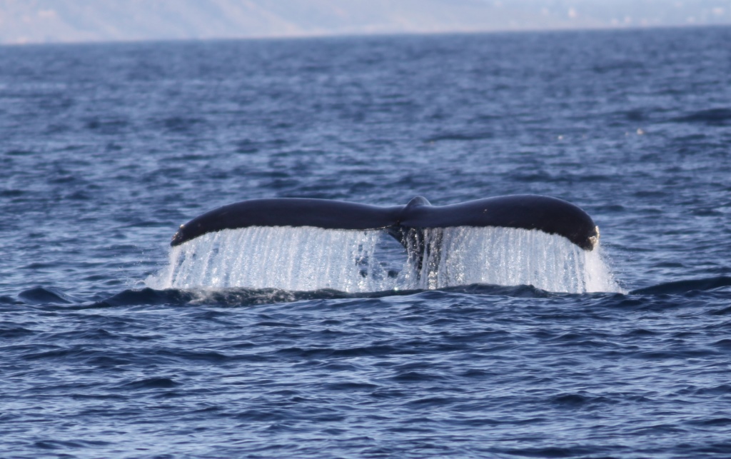 The cerebellum of whales suggest its role in higher level cognition.  Photo by the author