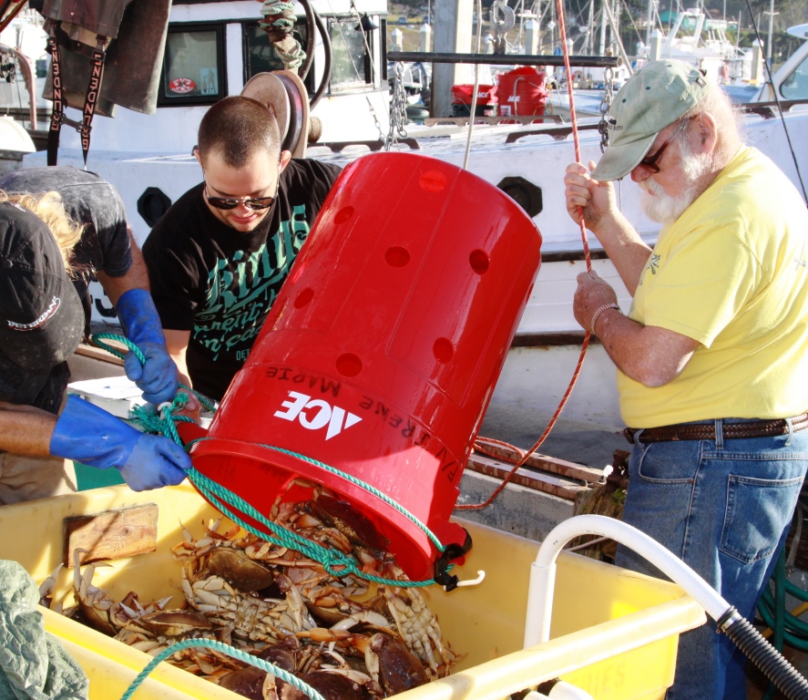 Capt. John Hurwitz and crew unloading their catch of Dungeness crab, Pillar Point Harbor, California